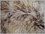 Овчина Тибетская 1шкурная шоколад 2010 г инфо 11507g.